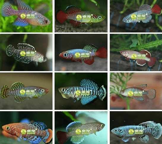 Живые аквариумные рыбки с Алиэкспресс