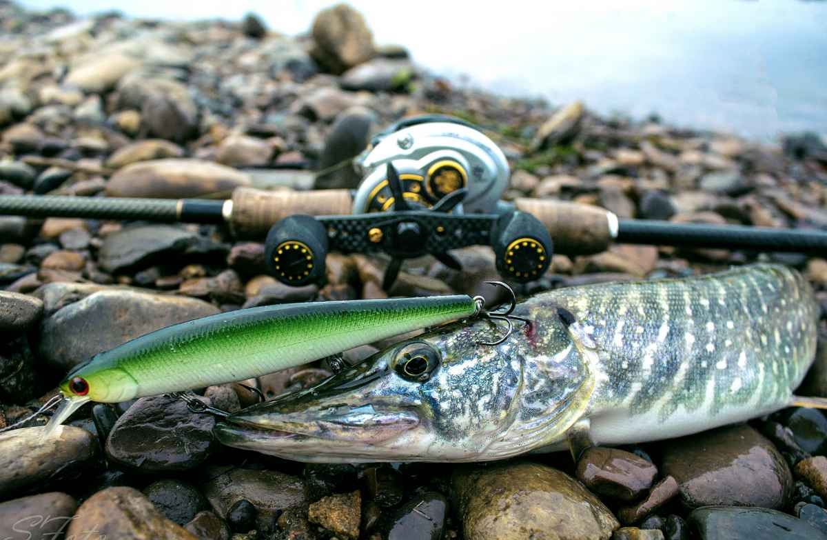 Top 10 Fishing Stores on AliExpress 2024 Review